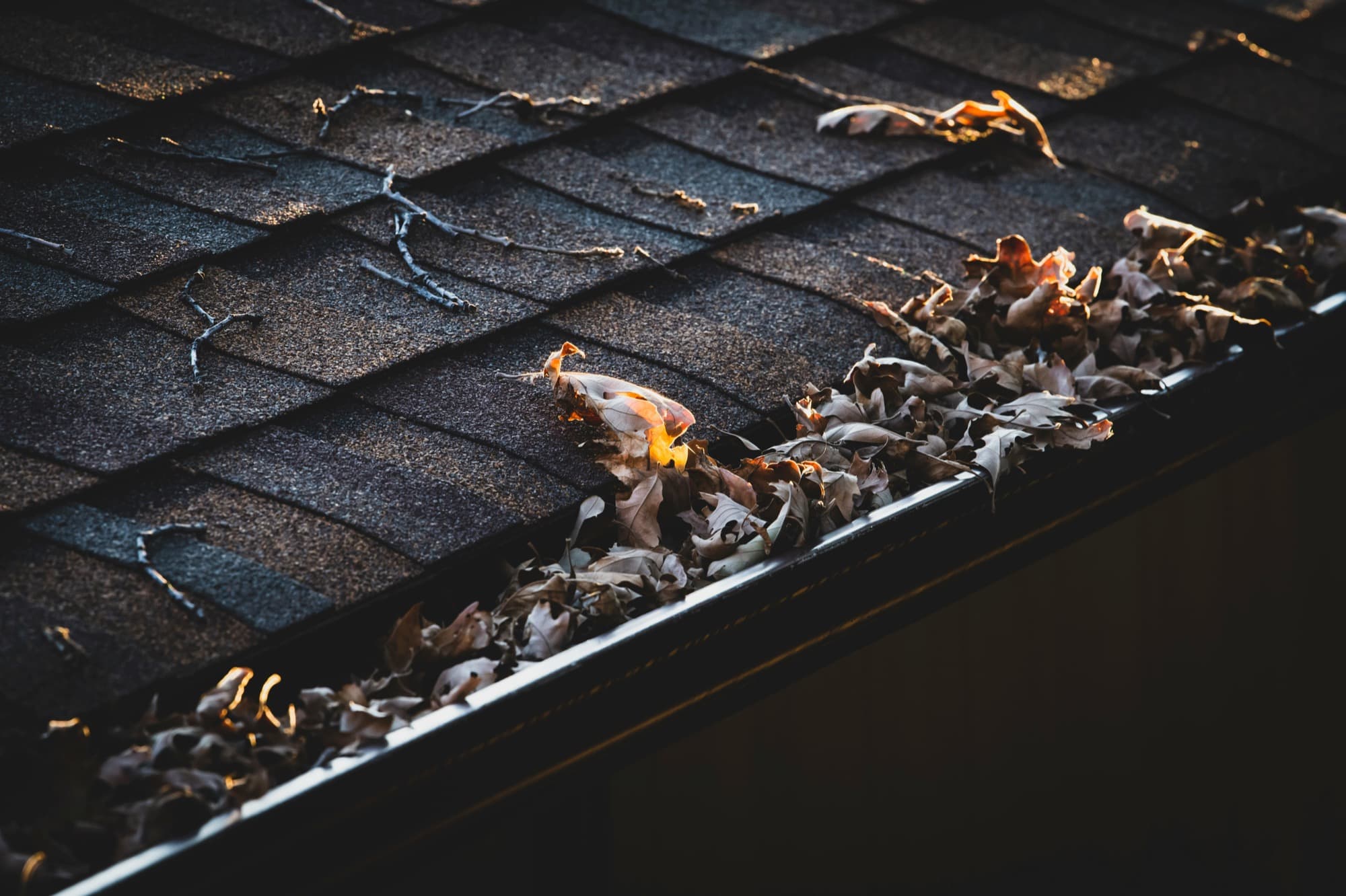 Dry leaves and twigs clogging a roof gutter along a shingled roofline