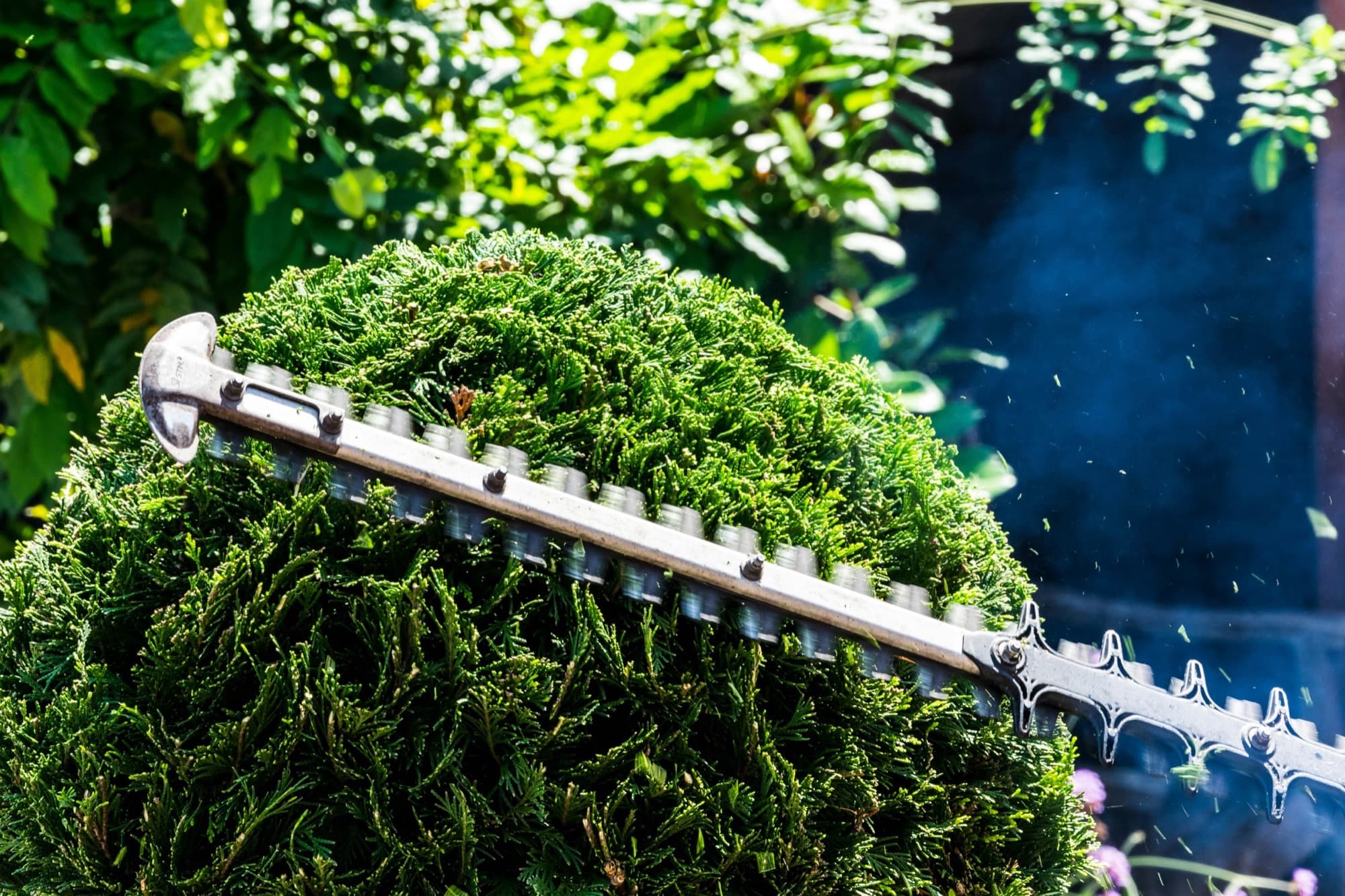 Petrol hedge trimmer blade cutting the top of a neatly rounded hedge